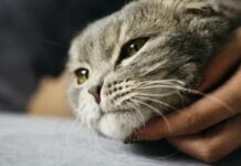 Не лише про радість: приховані причини муркотіння котів