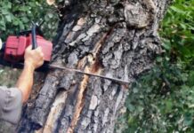 Правила зрізання дерев: коли можна спиляти без дозволу, а коли слід звертатися до влади