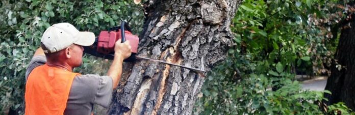 yaki-dereva-mozhna-zrizaty-bez-dozvolu_699b5eef9e39d