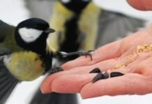 Хліб, зерно чи ягоди: чим годувати птахів у холодну пору і чого робити не варто