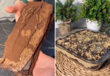 Не вийшов бісквіт? Ось як перетворити його на новий десерт