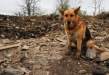 У Дніпропетровській області через удари РФ за день поранені четверо людей – ОВА