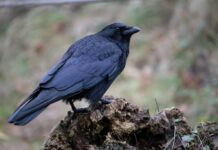 “Можуть навіть мстити”: орнітолог розповіла, хто з птахів вміє впізнавати людей в обличчя