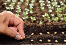 Три обов’язкові роботи, які треба зробити в саду в березні для збереження врожаю