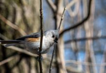 Птахи не падають з гілок, навіть коли сплять: як працює анатомічний “замок”