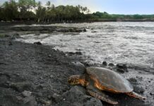 Забудьте про білий пісок: 10 пляжів, де він рожевий, зелений і навіть чорний