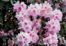 “Крижані тропіки”: чи вижили азалії у Ботсаду Гришка і чи буде цвітіння цьогоріч