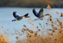 Вбудований компас і “магнітний зір”: як перелітні птахи насправді знаходять дорогу додому