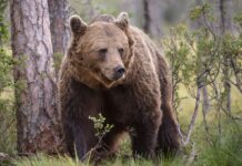 Тікати чи завмерти: як вижити при зустрічі з ведмедем в Карпатах