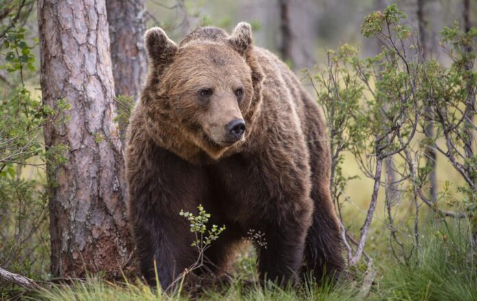 _buriy____ola_jennersten___wwf_sweden___1__8d3cbe5028ddefedd2709bff79f27fad_1300x820