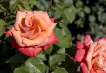 Посадіть троянди правильно у березні і вони рясно зацвітуть: ключове правило