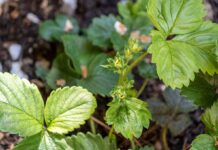 Ви втратите врожай полуниці, якщо не зробите в саду одну просту річ