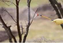 Не поспішайте прибирати сад навесні: несподівана користь “безладу”