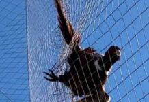 Заплутався в захисній сітці: у Нікопольському районі поліцейські врятували дикого птаха