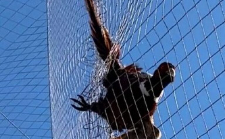 Заплутався в захисній сітці: у Нікопольському районі поліцейські врятували дикого птаха