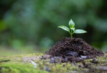 Посадіть це поруч із помідорами і врожай здивує: поради садівників на весну