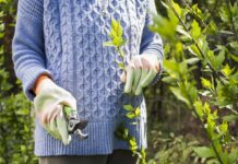 Не обрізайте це у березні: 4 популярні рослини, які можна легко зіпсувати навесні