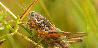 “Чужинці” з півдня, екоцид та криза запилювачів: що відбувається з комахами в Україні