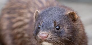 Рідкісний гість в Одеській області: у нацпарку виявили сліди тварини з Червоної книги