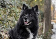 Кінолог назвав три породи собак, які найважче піддаються дресируванню