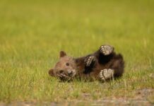 Правда чи міф: 10 фактів про ведмедів, у які ми вірили з дитинства