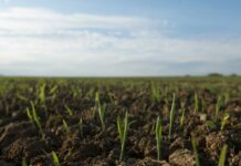 Весна випереджає графік: де в Україні вже “прокинулись” озимі та в якому вони стані