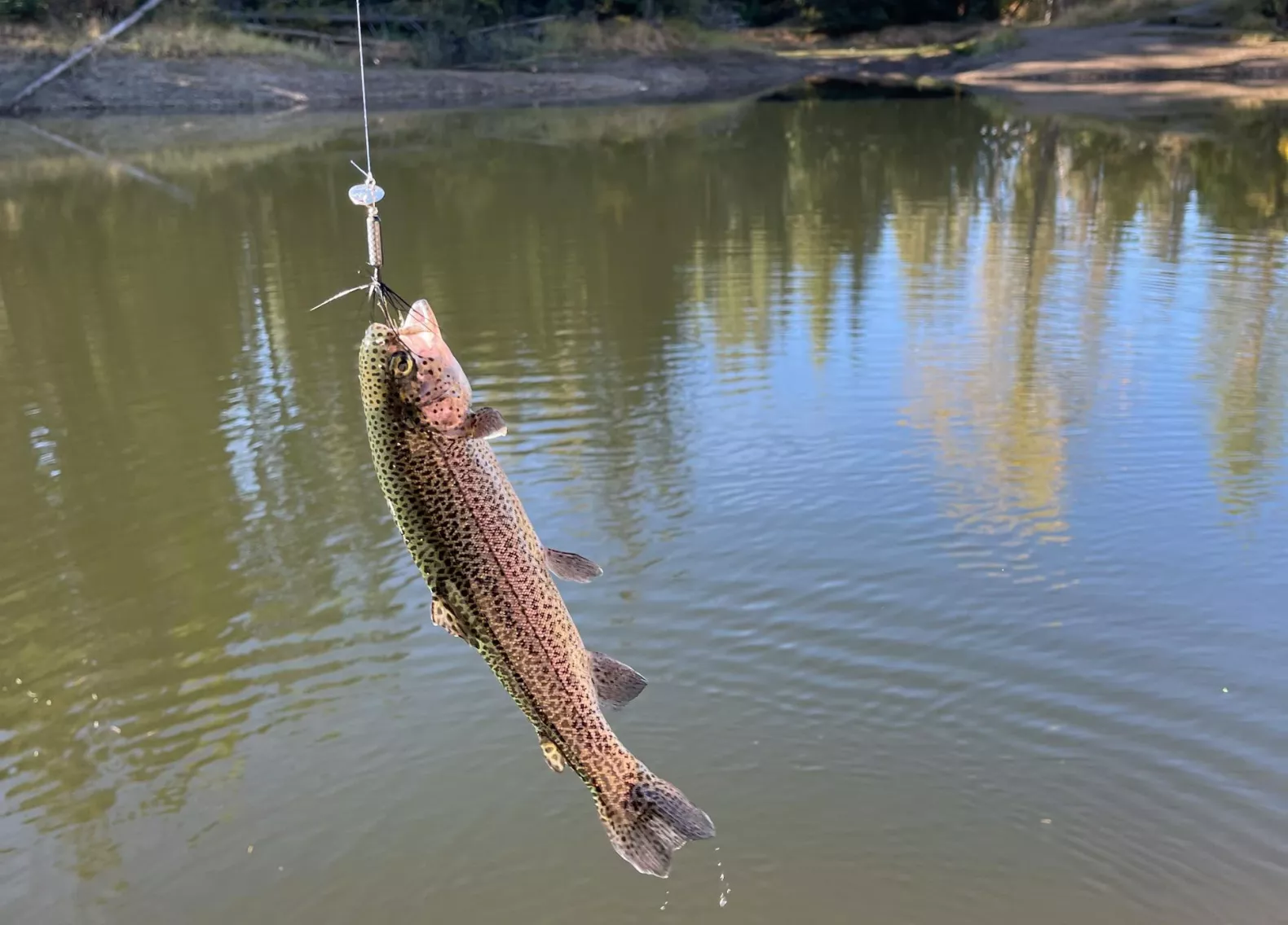 Що насправді вам продають під назвою “лосось”