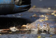 Звичні сусіди зникають: як клімат впливає на птахів України і хто вже “переселився”