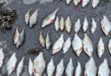 Наловили риби на 145 тисяч гривень: в Обухівці затримали двох браконьєрів