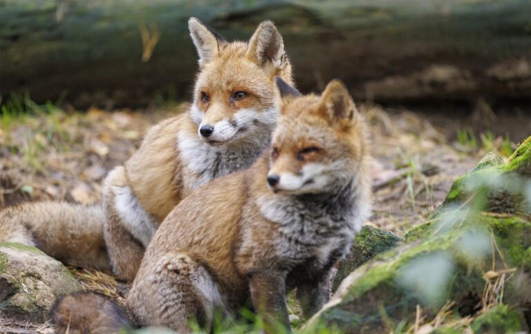 Не бояться людей: чому в українських містах дедалі частіше з’являються лисиці