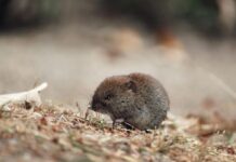 “Виживають лише дрібні”: зоолог розповів, що відбувається з тваринами на лінії фронту