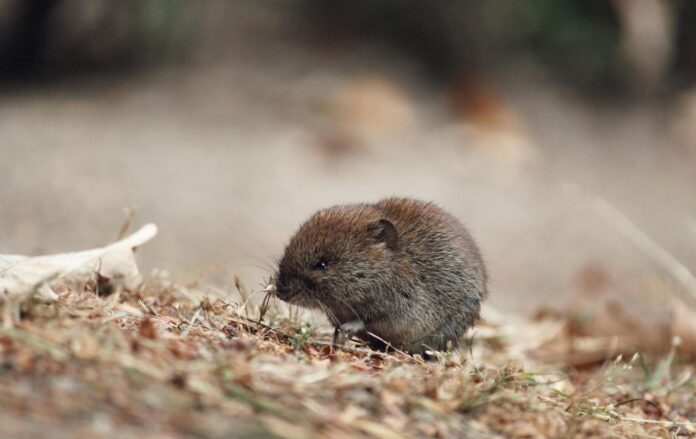 tantetati_mouse_4773687_1920_0e5d41e1e0b701197a9abc98ad0ef27d_1300x820