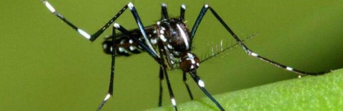 tigrovii-komar_699c2f422d375