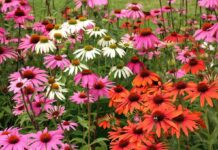 Посадіть її до кінця березня: квітка, яка зробить ваш сад розкішним уже влітку