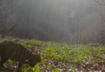 У Карпатах помітили рідкісного кота-хижака: унікальні кадри з фотопасток