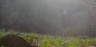 У Карпатах помітили рідкісного кота-хижака: унікальні кадри з фотопасток