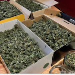 У Запоріжжі судитимуть організовану групу за вирощування та збут канабісу