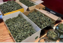 У Запоріжжі судитимуть організовану групу за вирощування та збут канабісу