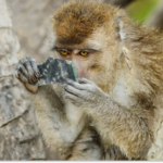 У Кривому Розі мавпа вкусила дитину: подробиці