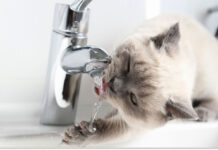 У Дніпрі масово відключатимуть воду боржникам: список адрес