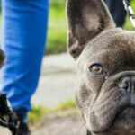 Бульдоги та мопси зможуть дихати вільно: науковці розробили революційний препарат
