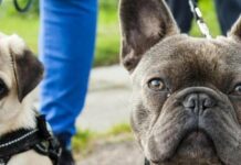 Бульдоги та мопси зможуть дихати вільно: науковці розробили революційний препарат