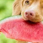 Чим пригостити собаку: 5 фруктів-альтернатив магазинним смаколикам