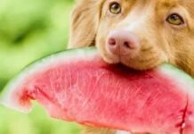 Чим пригостити собаку: 5 фруктів-альтернатив магазинним смаколикам