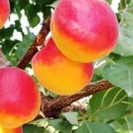 Фруктовий стрибок: експерти прогнозують рекордне подорожчання абрикосів та персиків цього літа