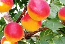 Фруктовий стрибок: експерти прогнозують рекордне подорожчання абрикосів та персиків цього літа