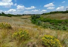 Прокуратура зобов’язала встановити межі заповідного урочища «Балка Крутенька» на Дніпропетровщині