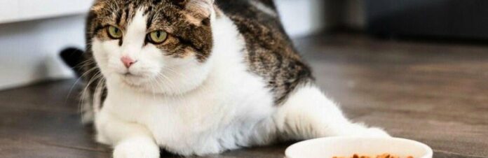 kit-ne-yist-1200x628w_69d80aa0815e4