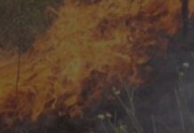 За минулу добу на території Запорізької області рятувальники ліквідували п’ять пожеж в екосистемах