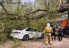 У Запоріжжі під час негоди дерево впало на автівку: загинув чоловік
